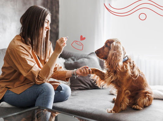 Feeding Urban Pets Right — Nutrition for Modern Lifestyles